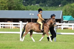 Z41_0376 2026