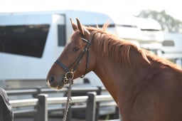 Stoneleigh Horse Show