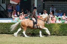 S61_0736 2026