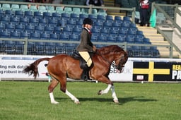 Ridden Welsh