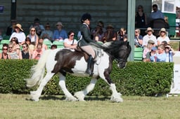 S61_0672 2026