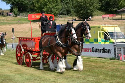 Heavy Horse Teaching Display