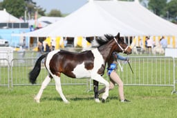 C34_0552 2026