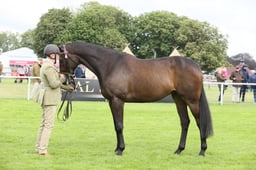 E28_0411 2026