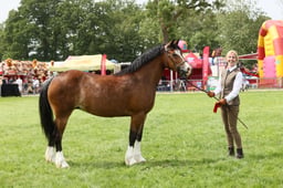 99 Mare or Gelding exc 4yrs