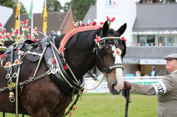 Shires In Hand