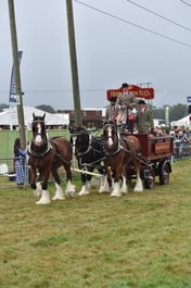 Heavy Horse Parade