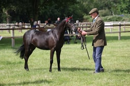 H154 SH & SHP In Hand Yearling
