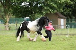 132 Gypsy Cob Youngstock