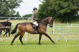 68 LIHS Small Riding Horse