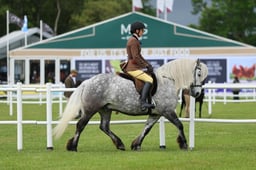 H45_3217 2026