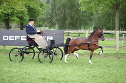 CL 30 The Freedman Harness Hackney Pony