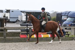 31 Open Ridden Sports Horse