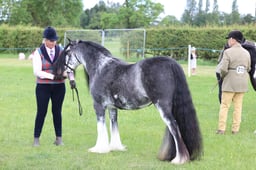 61 SEIB YHL Trad Gypsy Cob In Hand