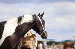 J36_7502 2026