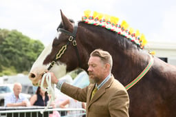 05 Shire Gelding