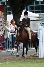 78 Show Hunter Pony 133cm