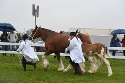 Clydesdales