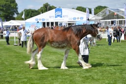 Clydesdales Special Classes