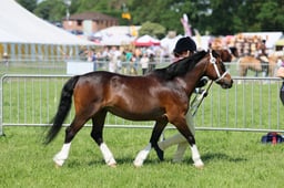 C33_1054 2026