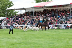 Parade of Hounds
