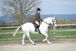 Class 120 LIHS Rising Star Lightweight Cob