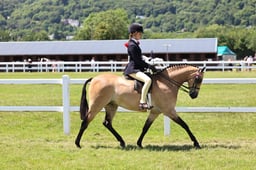 H166 HOYS Show Pony 138cms