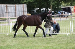 H147 Riding Horse In Hand 4yrs & Over