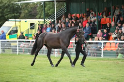 07 Hack & Riding Horse Championship