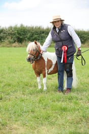 110 Miniature Shetland Gelding