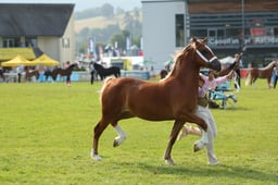 E69_0613 2026