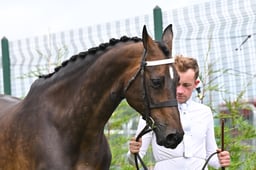 464 Brood Mare & Foal
