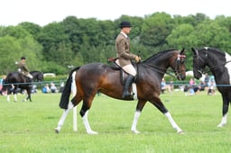 H36_8425 2026