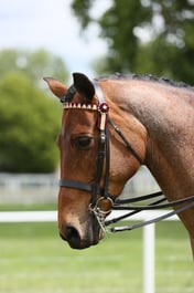 146 Senior Horse Ridden