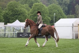 31 Pre Senior Ridden Horse