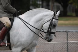 121A Coloured Ridden Native Horse