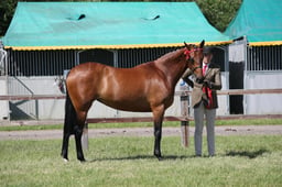 H96-94 SHOW HORSE IN HAND CHAMPIONSHIP