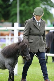 441 Yearlings