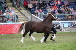 Welsh C Championship