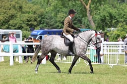 Z43_5882 2026