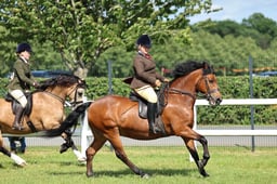 Z41_1860 2026