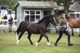 279-73 M&M Mixed IH Championships