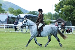 Z41_2365 2026