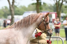 86 Filly or Gelding 2 or 3 yrs