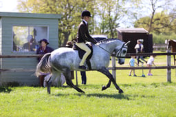 95 Novice SHP 153cm