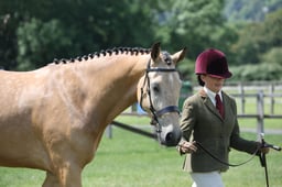 H87 Welsh PB 2 & 3yrs Filly or Gelding