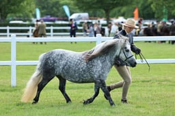 Z41_0693 2026