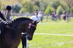 107 Part Bred Arab Ridden