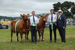 Dairy Cattle FitzHugh Championship