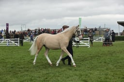 153 Filly or Gelding Yearlings